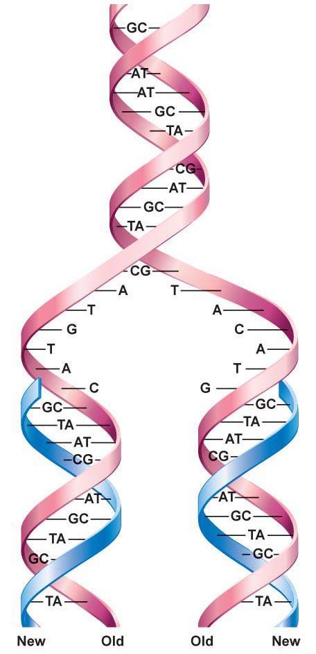 Replication of DNA What is the mode of DNA