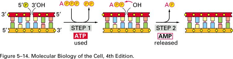 DNA Ligase: Uses ATP energy to make phosphodiester bond 2-step reaction: 1. ligase-amp complex forms 2.