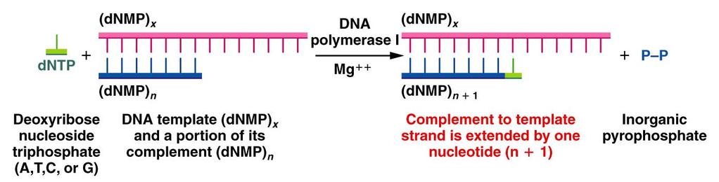 DNA polymerase catalyzes DNA synthesis and