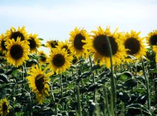 Sunflowers are frequently grown in Colorado using biosolids as a soil amendment.