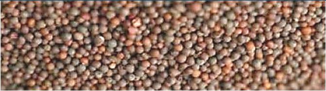 RM SEED Lower world production estimate Completion of procurement activities in major producing states Lower rapeseed oil imports Lower mustard meal exports Lower production estimate Increase in