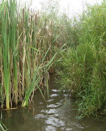 function of stream corridor Appropriate and diverse aquatic and terrestrial habitats.