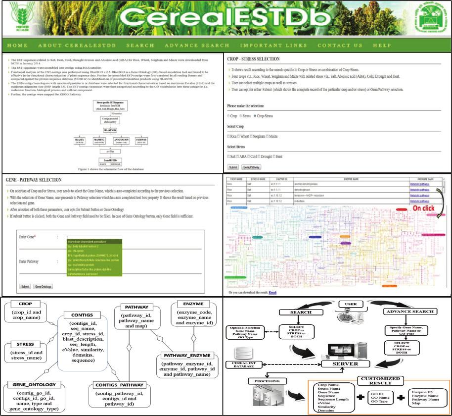 Therefore, a userfriendly, searchable, interactive and w e b - b a s e d database named as CerealESTDb has been created.