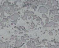 Ceramic particles of WC or Cr 3 C 2 are embedded in a metal matrix.