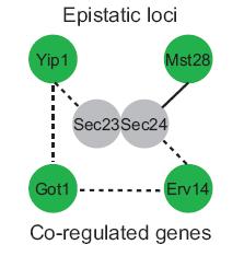 An Example The two genes (GOT1 and ERV14) are functional in ER to Golgi vesicle mediated transport.