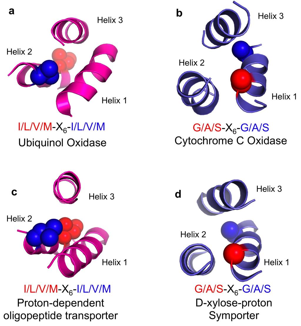 Supplementary Figure 4. Proteins from the same superfamily display different sequence/structure determinants of the same trimer topology.