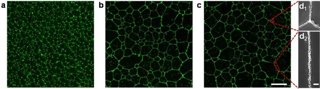 Supplementary Figure 12 Fluorescence microscopy images of quantum dot meshes.