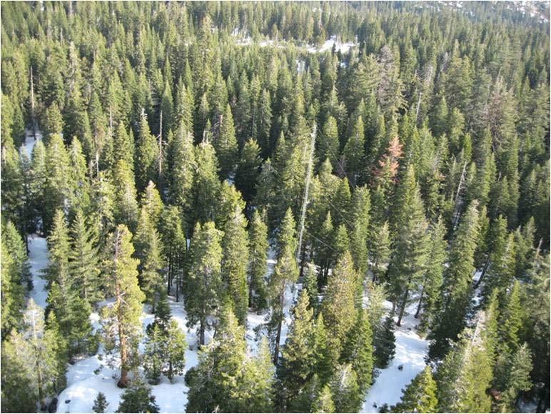 Some motivating points Water is the highest-value ecosystem service associated with Sierra Nevada conifer forests Precipitation &