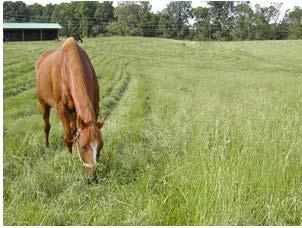 Nutrient Management Rotationally Grazed Pasture 4-6 tons per year Average Nutrient Removal Rates for Pasture