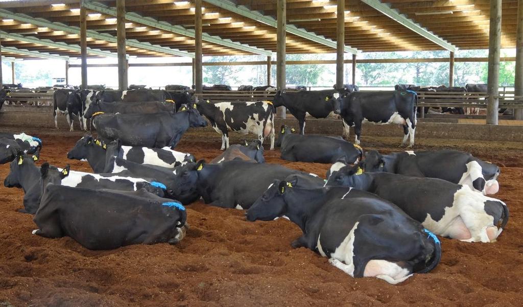 Introduction The purpose of this paper is to communicate the key principles of dairy composting barns.