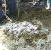 .. Demonstration B Cow 2 Made layer with cow dung, rice