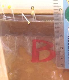 Result of root growth test, 1 st week Incubated 2 days,