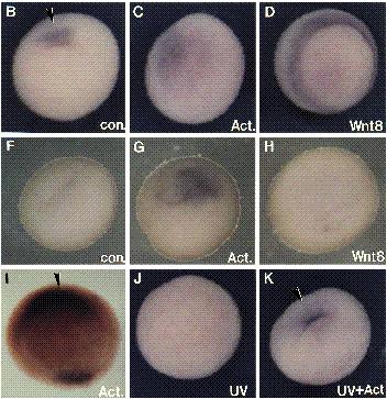 Role of goosecoid, Wnt-8 and activin in axis formation 501 Fig. 3. Different spatial activation of goosecoid after injection of Xwnt-8 and activin B mrna. 8-cell embryos were injected into animal (an.