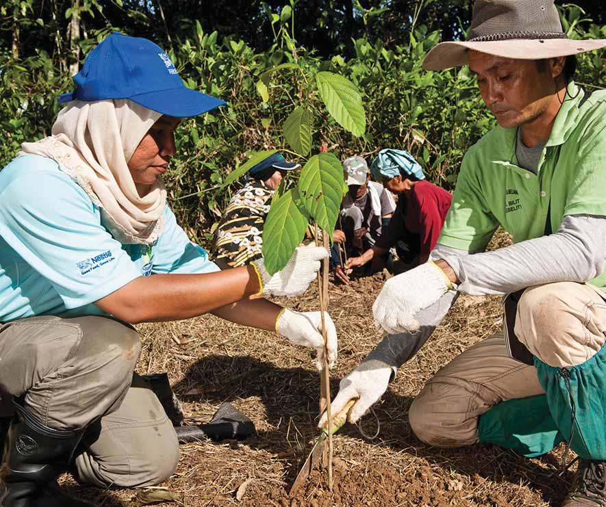 Project RiLeaf More than 100,000 trees planted in 2012 123,851 trees were purchased from local communities Aims to reforest 2,400ha of land along the lower Kinabatangan River The Kinabatangan River