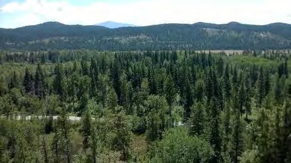 Several species of Lodgepole Pine, Western Larch and Trembling Aspen are also visible in some areas.