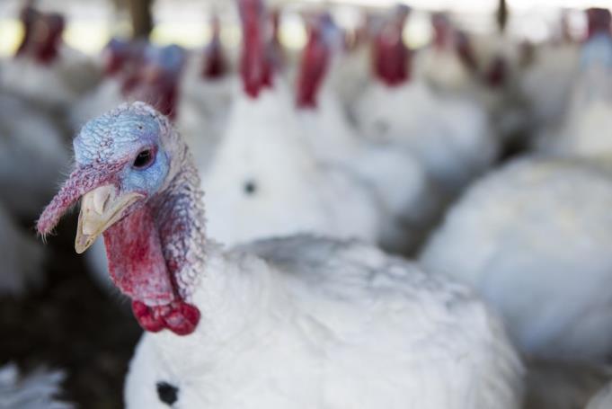 National Turkey Federation Animal Care Audits Slaughter Animal Care Audit Scope Catching and Transport Driving (Herding) Cooping Cage Density Equipment Repair Seasonal Accommodation Catch