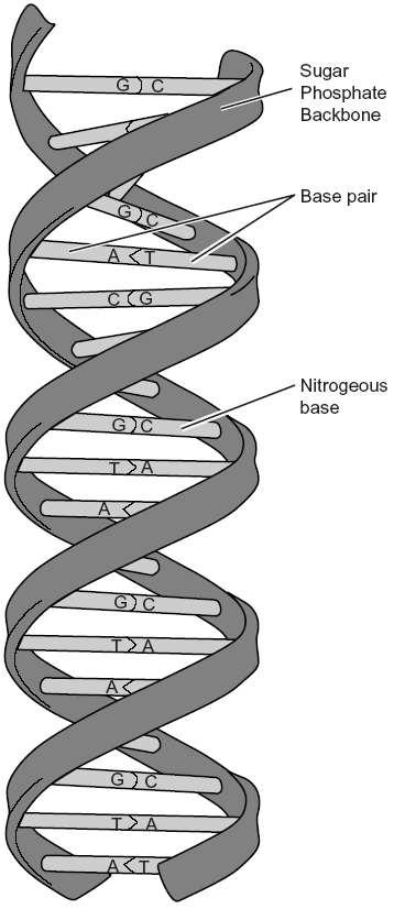 DNA structure The two DNA strands bind together to form a double helix structure first described by Watson and Crick in 1953.