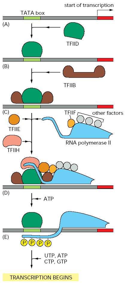 Transcribing DNA to RNA (A) Promoter contains sequence called TATA box. (B) TATA box bound by transcription factor, TFIID. (C) This enables binding by another transcription factor, TFIIB.
