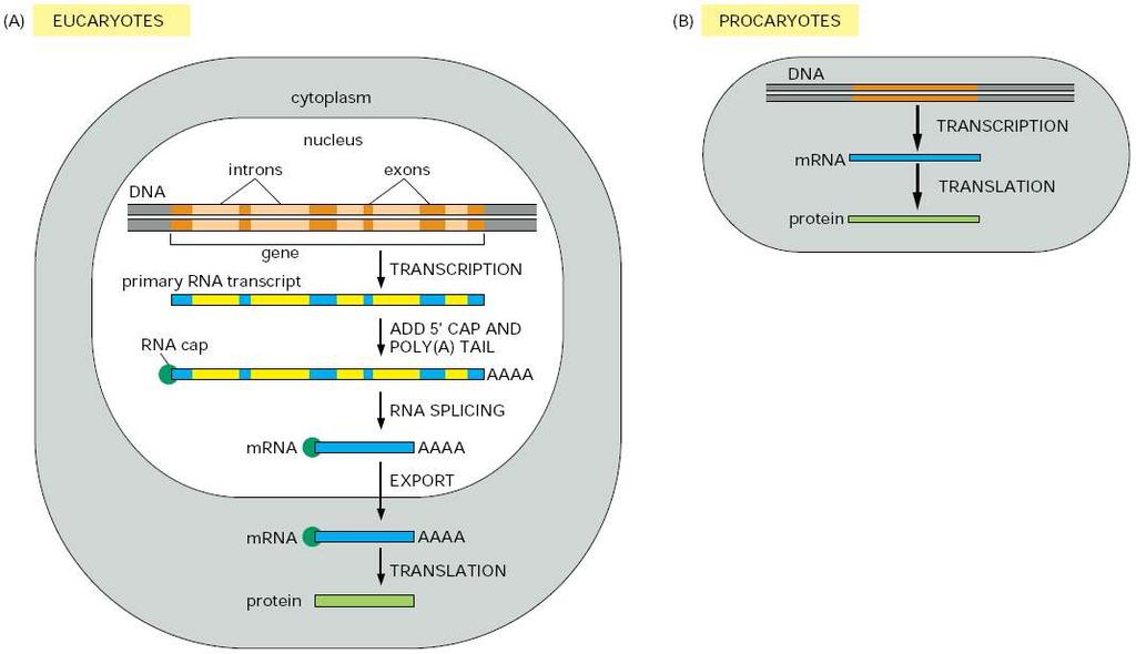 To recap Steps leading from gene to protein: eucaryotes = organisms with cells that contain nuclei which hold DNA.
