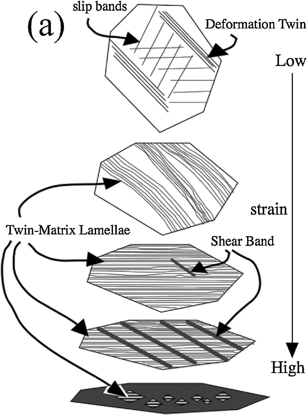 622 T. Morikawa and K. Higashida Fig. 4 (a) Schematic illustration of microstructural evolution in cold-rolled 310S steel, (b) microstructural change due to cold-rolling in 310S steel.