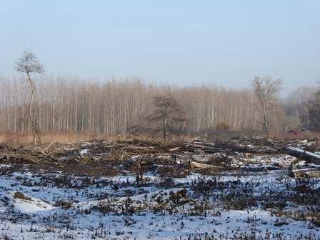 Status of the forests in the Danube floodplain area - 80