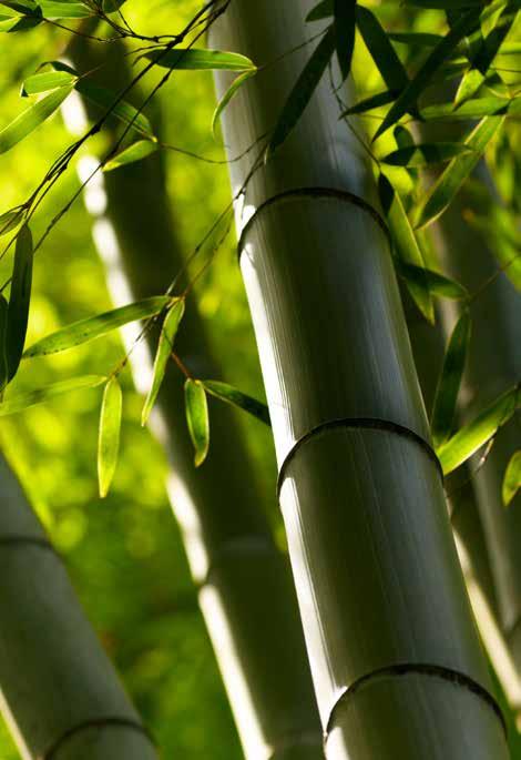 A HEART FOR NATURE With ARC Bamboo we like to show respect for our natural environment. Bamboo is one of nature s most rapidly renewable resources.