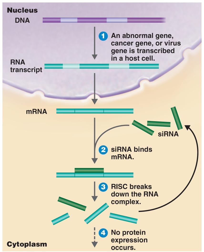Therapeutic Applications Gene silencing Small interfering RNAs (sirnas) bind to mrna, which is then destroyed by RNA-induced silencing complex (RISC) RNA
