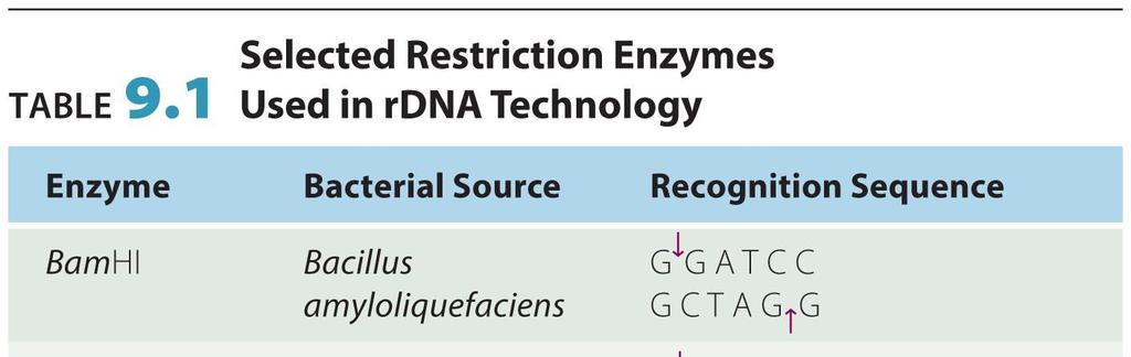 Restriction enzymes: from chapter 13 A restriction enzyme or restriction endonuclease is an enzyme that cuts DNA at or near