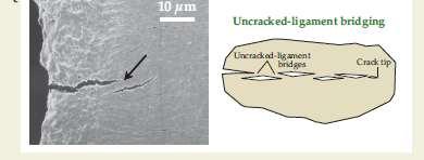 Toughness mecanism in bone An unbroken region (arrow) between a primary growing crack