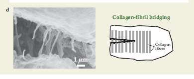Toughness mecanism in bone Unbrokken collagen fibrils that bridge
