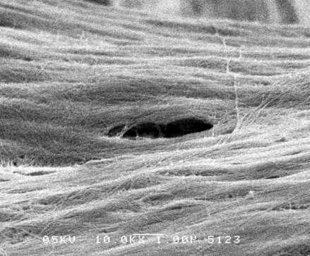 Sub-microstructure (1-10 mm) Single lamella level single lamella (3 to 7 mm thick) branching bundles (1-2 mm