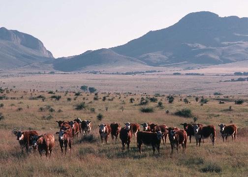 Rangeland CEAP Literature Synthesis: Conclusions and