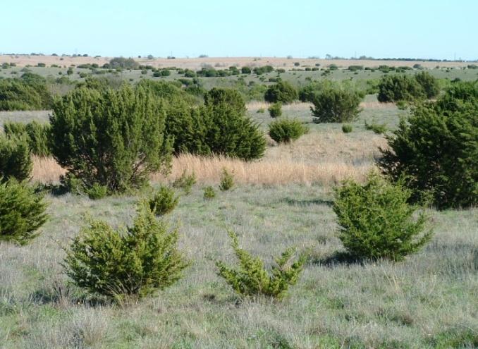 Restoration Strategies Restoration objectives may require multiple-year strategies. Initially establish non-native species for soil stabilization.