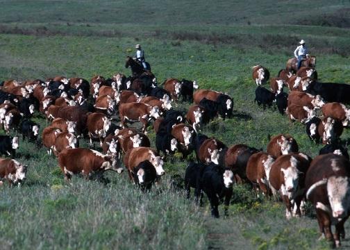Prescribed Grazing Assessment All NRCS conservation purposes can effectively be realized with current practices.