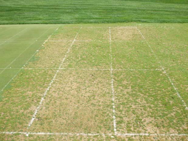 GDDs and Trimmit on Greens 300 GDD (Base 0 C) Maintains Bent Suppression Hurts Poa Annua 300 GDD 300 GDD Conclusions Applying PGRs on Calendar Schedules is Ineffective Use GDDs (Base 0 C) to Maintain