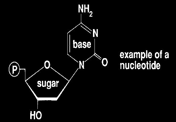 Nucleic Acids Nucleic acids are one of the 4 major found in all living things. A macromolecule is also known as a, which means it is a molecule made of smaller repeating known as.