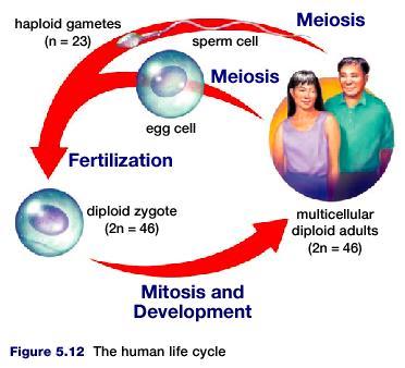Meiosis Different characteristics are displayed by different people. This variation in characteristics is shown because each person comes from a different family.