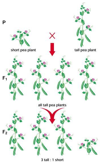 Mendel bred pure breeding tall plants with pure breeding short plants. All of the offspring were tall. The tall pea plants were then crossed with each other.