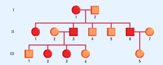 III - 2 = III - 3 = Practice Problem #1 The following Pedigree shows a family with the trait of shortsightedness. The allele for shortsightedness (E) is dominant to the allele for normal vision (e).