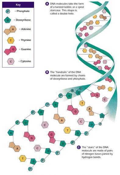 Nucleotides are not only important as building blocks of nucleic acids; they also have important functions in their own