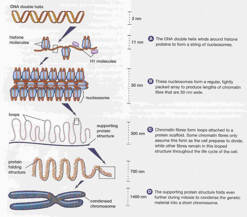 Genes and Chromosomes Deciphering the Genetic Code The is the major functional sub-unit of DNA. Genes are specific sequences of that have the potential to be and to an organism s.