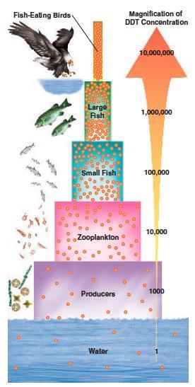 BIODIVERSITY Biodiversity- o Ecosystem Diversity o Species Diversity o Genetic Diversity THREATS TO BIODIVERSITY Human activity can reduce biodiversity by: BIOLOGICAL MAGNIFICATION - concentrations