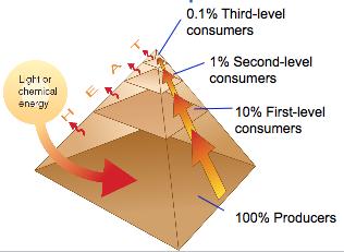 o The biomass pyramid represents the amount of potential food available for each trophic level in an ecosystem.