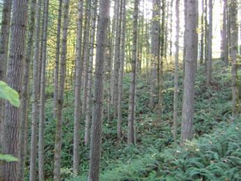 Carbon Storage Forests can store carbon