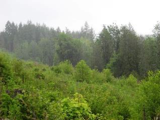 Douglas-fir forests Wood volume: Grow ~180