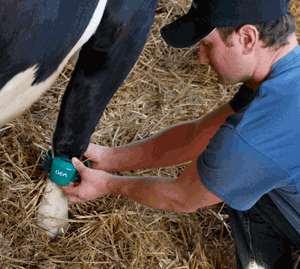 Leg Monitors Attach to lower leg Measure lying time and activity Heat detection Possible lameness or sick cow detection Possible to measure time at feedline Fitting to cow is difficult