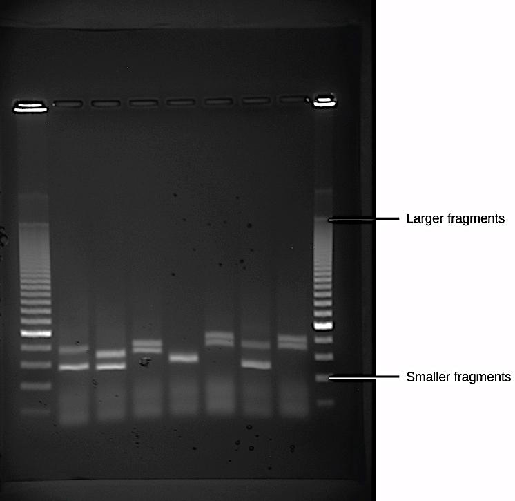 Gel electrophoresis DNA fragments from six samples run on a gel,