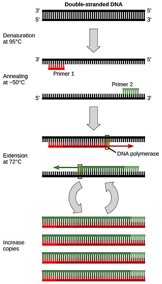 The polymerase chain reaction (PCR) is used to produce many copies of a