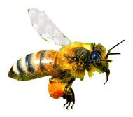 of honey and answer a survey about their bee keeping practices. All beekeepers in the state of Utah will be accepted for this study.