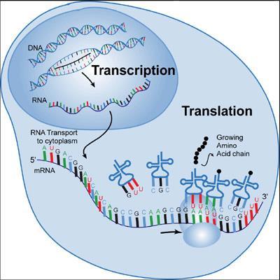 The central dogma of molecular biology Translation: trna make the connection between a codon and the specific amino acid this codon codes for Each trna molecule has, on one side, a conformation that